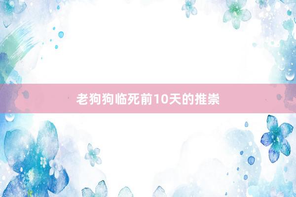 老狗狗临死前10天的推崇